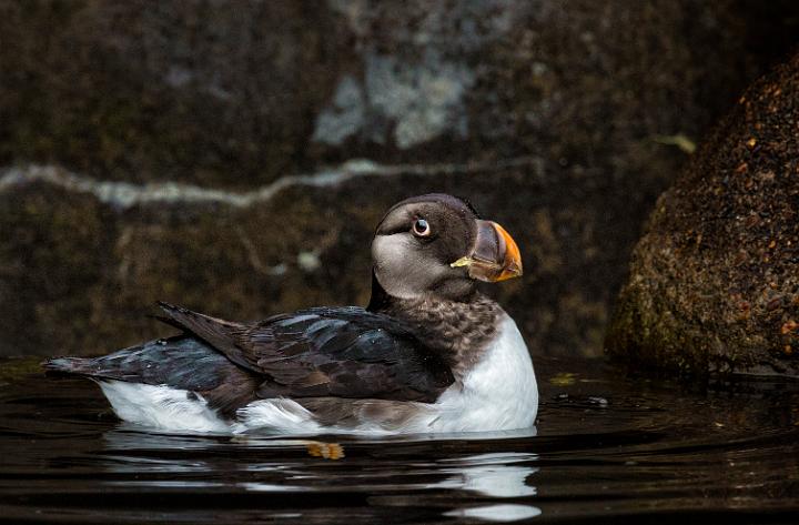 Horned Puffin 14-4682.jpg